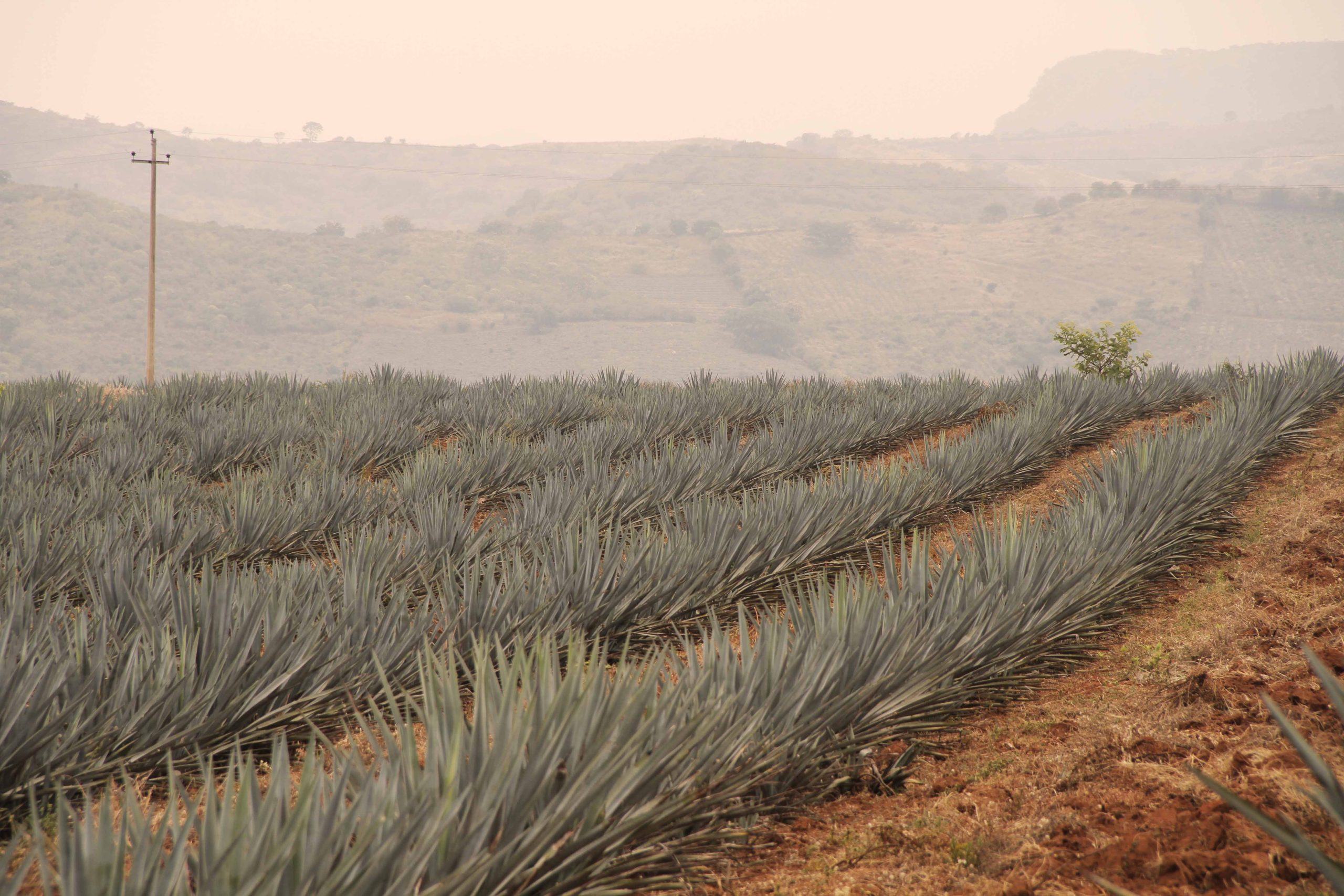 Agave plants can grow up to five feet tall after an eight to 12 year growing cycle. Photo courtesy of Clase Azul