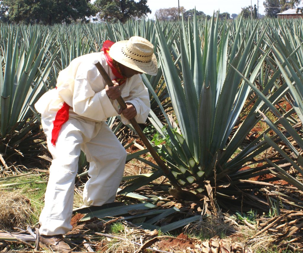 A jimadorโthe traditional Mexican farmer who grows the agave plan