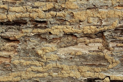 (Image via Shutterstock)