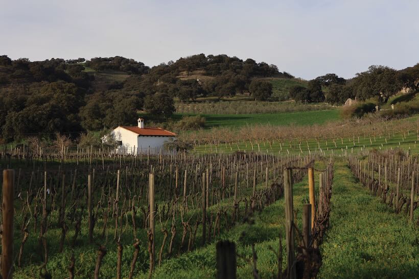 Bodega Schatz, Ronda (2)