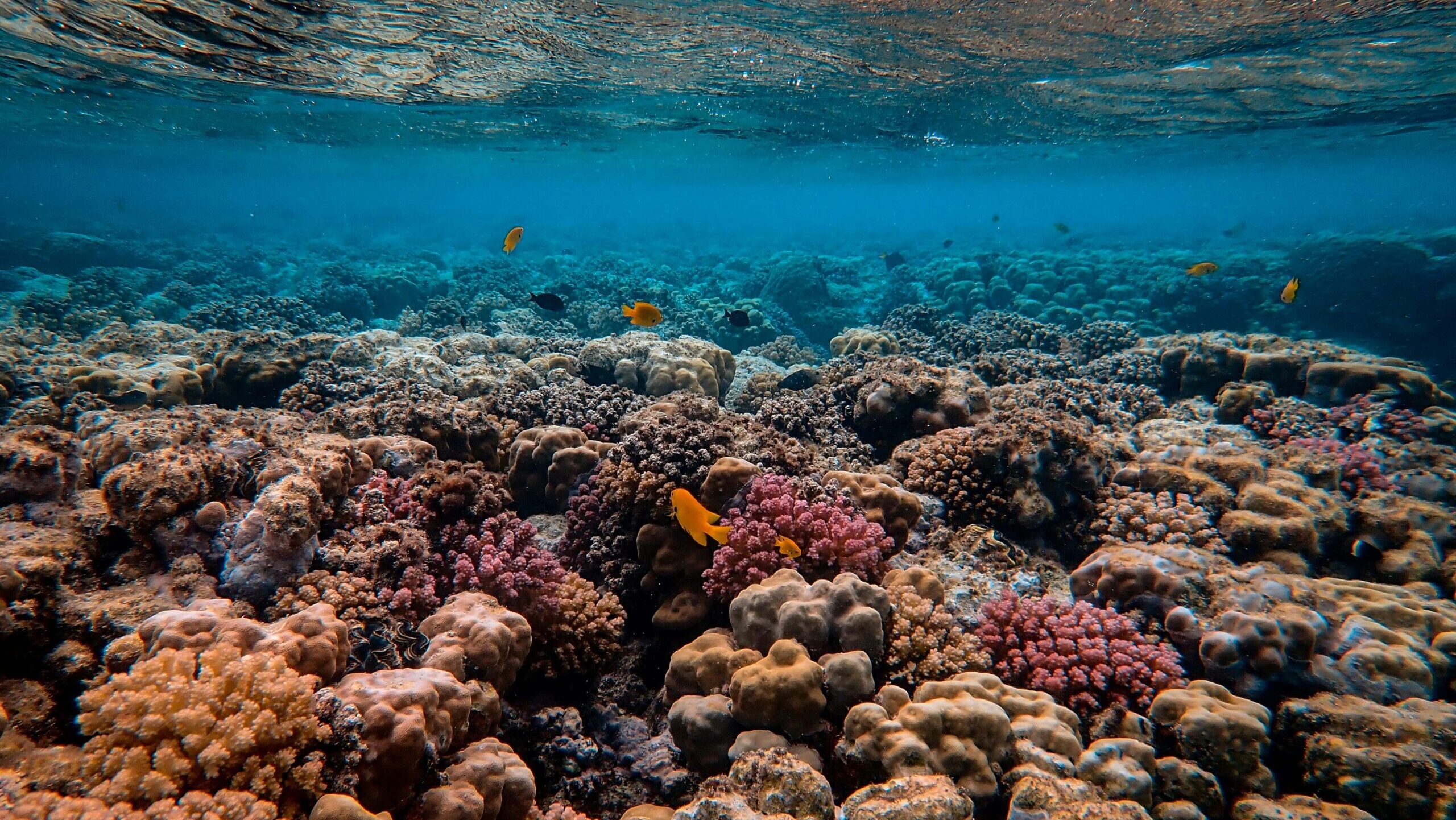 ‘Our New Reality’: Planet Reaches First Climate Tipping Point With Coral Reef Dieback – worth.com