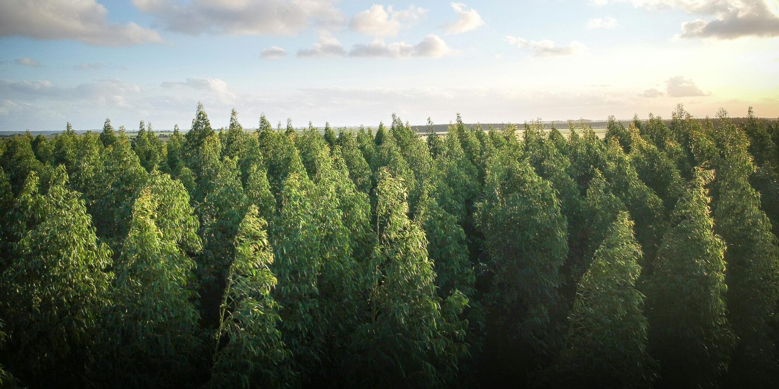 Climate, Gates and COP30