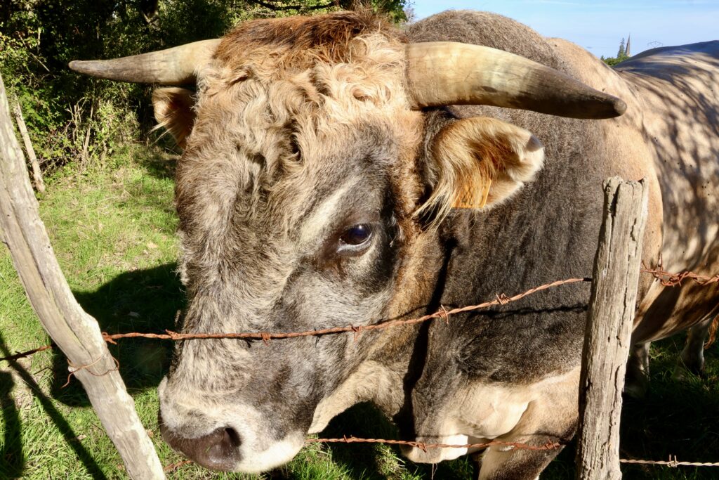 Joly's rare breed cow