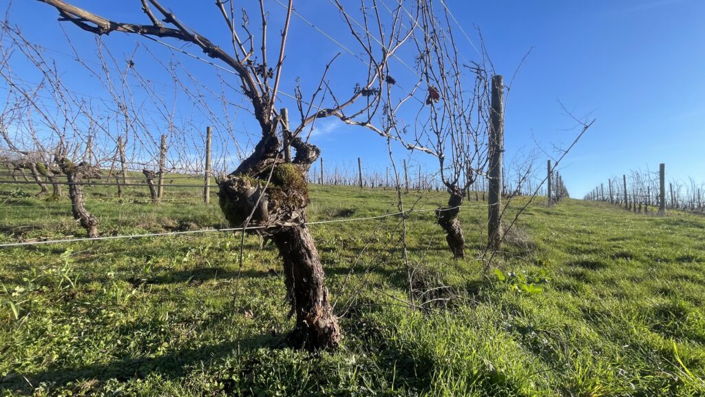 Abbott Claim Old Vine
